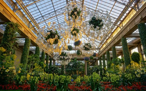 Extra! Extra! It's Orchid Extravaganza! | Longwood Gardens